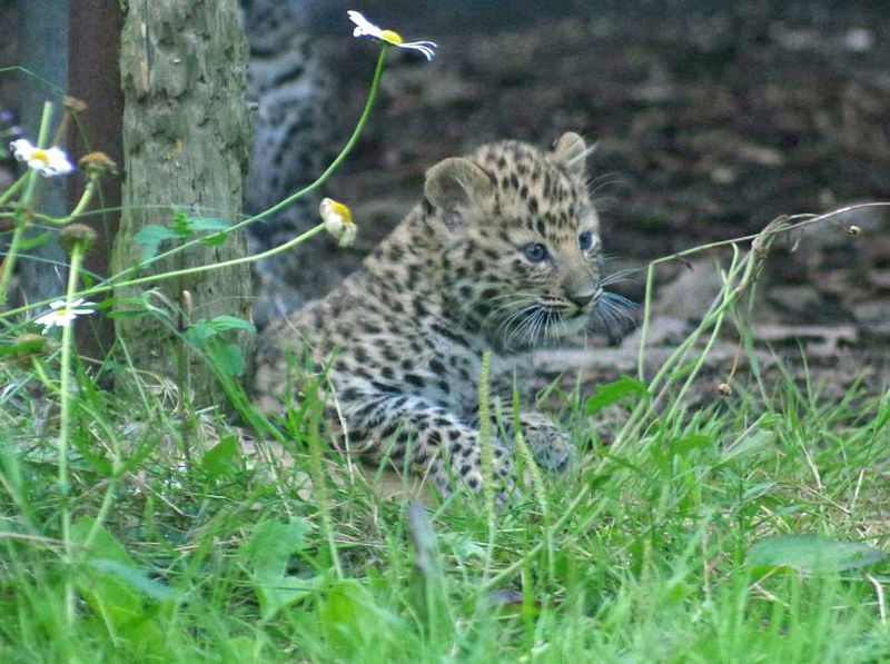 Illustration for article titled ZOMG THERE ARE BABY AMUR TIGERS AND LEOPARDS!!!